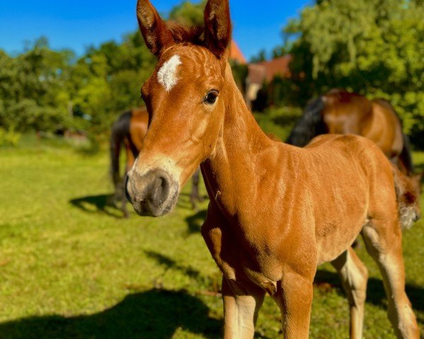 horse Montego Fox (Mecklenburg, 2024, from Maracana)