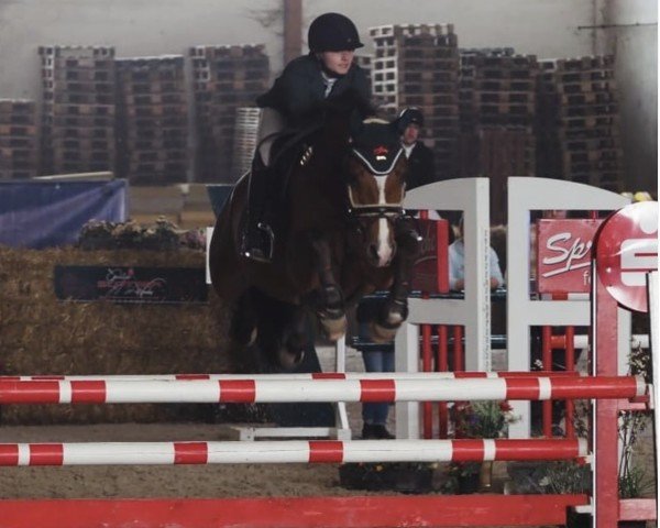 jumper Casalando Fs (German Sport Horse, 2012, from Casdorff)