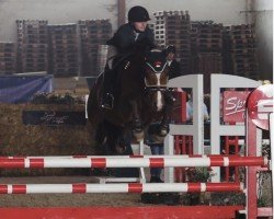 jumper Casalando Fs (German Sport Horse, 2012, from Casdorff)