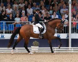 stallion Eindrucksvoll (Holsteiner, 2021, from Escolar)
