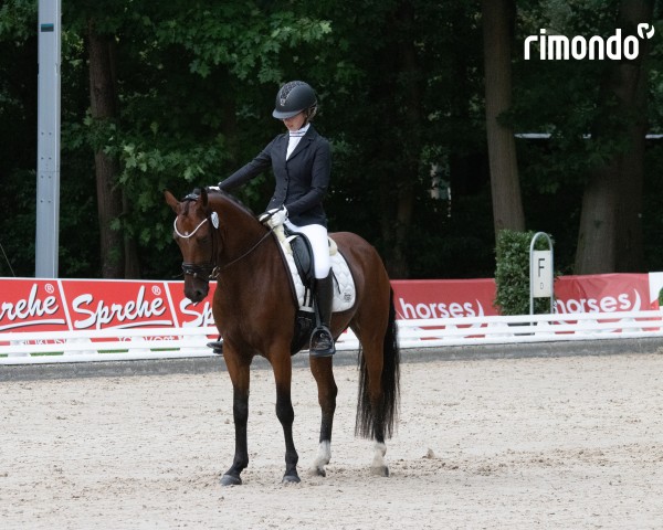 Dressurpferd Dream a little Dream MR (Deutsches Reitpony, 2019, von D-Power AT)