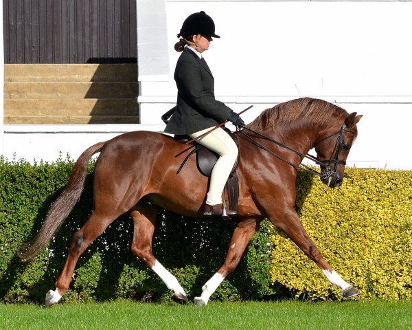 stallion Pittybeck Prince Charming (Welsh-Pony (Section B), 2001, from Moelview Charmer Boy)