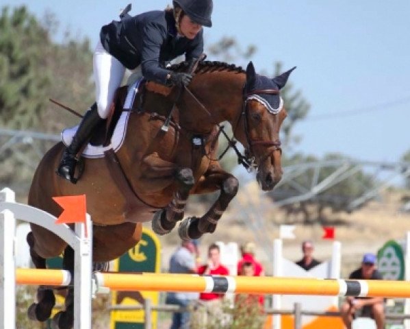 horse Puma Girl (KWPN (Royal Dutch Sporthorse), 1997, from Ircolando)