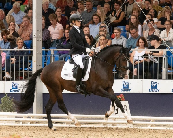 stallion Checkpoint Charlie B WE (German Riding Pony, 2020, from Cosmopolitan NRW)