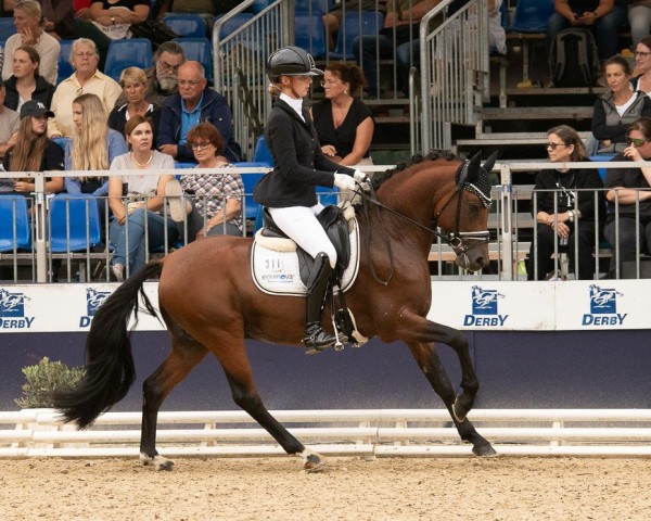 stallion FS Camelot (German Riding Pony, 2020, from FS Clarimo) stallion FS Camelot (German Riding Pony, 2020, from FS Clarimo)