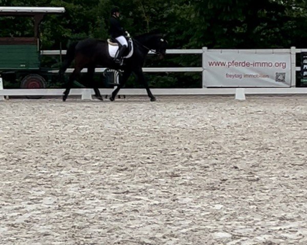 Pferd Douglas (unbekannt, 2005)