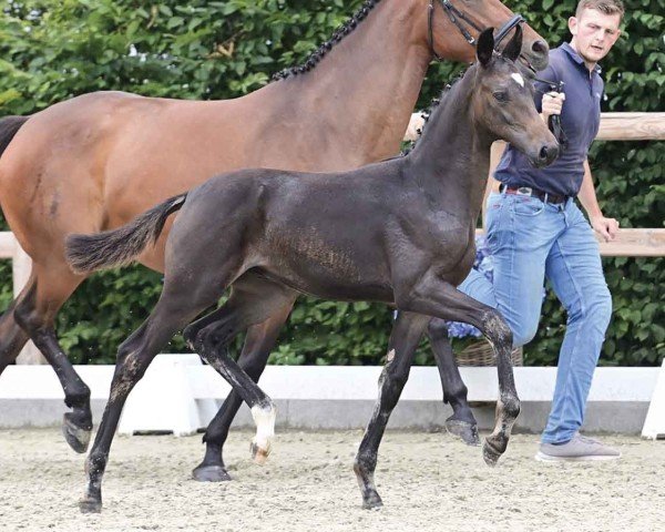 horse Escalibur (Oldenburg, 2024, from Escamillo)