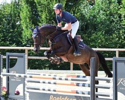 broodmare Cimba SR (Oldenburg show jumper, 2019, from Combat SR)