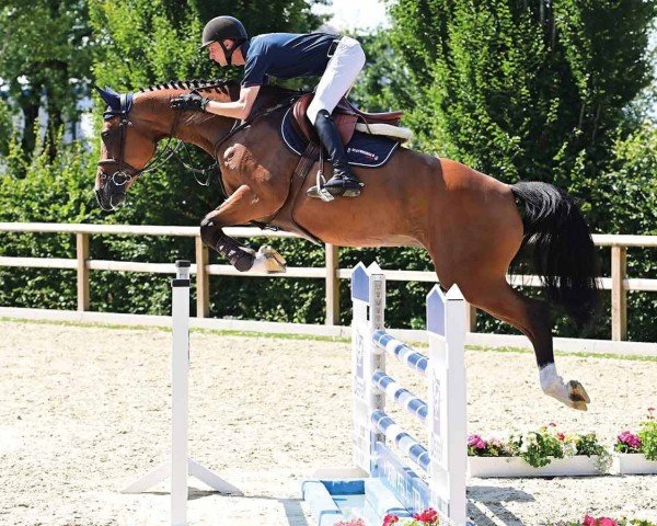 jumper Cera (Oldenburg show jumper, 2020, from Come To Alice)