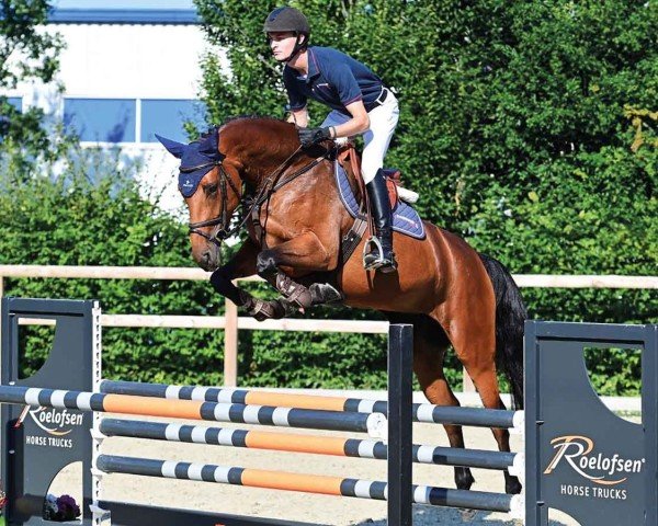 Pferd Amirates (Oldenburger Springpferd, 2019, von Action Blue)