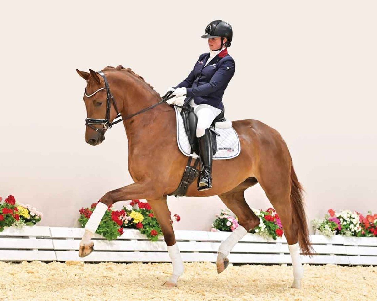 horse Mon Chéri JH (Oldenburg, 2021, from Dynamic Dream)