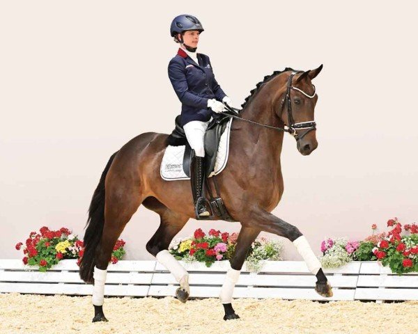 horse Dancing Queen HR (Oldenburg, 2020, from Diamond First) horse Dancing Queen HR (Oldenburg, 2020, from Diamond First)