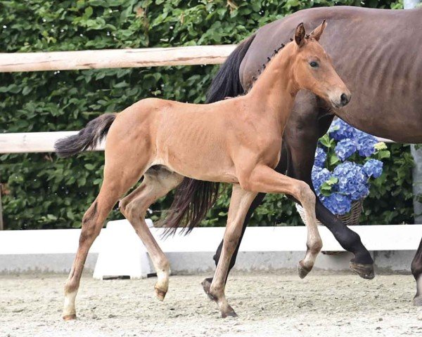 horse Valerian (Oldenburg, 2024, from DSP VA Bene)