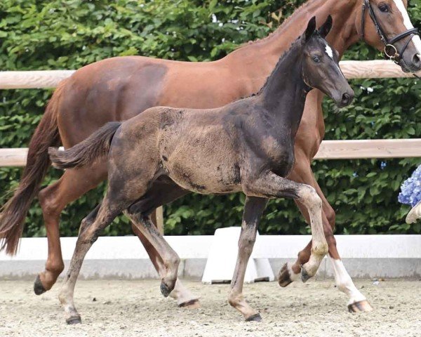 horse El Torro (Oldenburg, 2024, from Escamillo)
