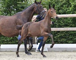 Pferd Belladonna HL (Oldenburger, 2024, von Bon Bolero OLD)