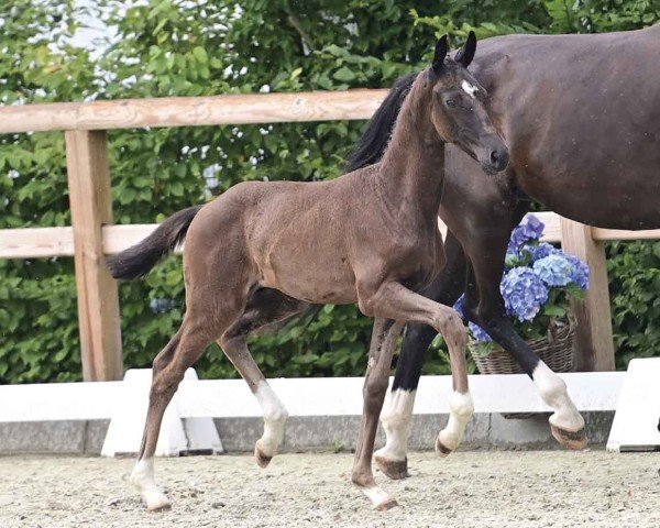 horse Hengst von Bon Esprit / Sir Donnerhall (Oldenburg, 2024, from Bon Esprit)
