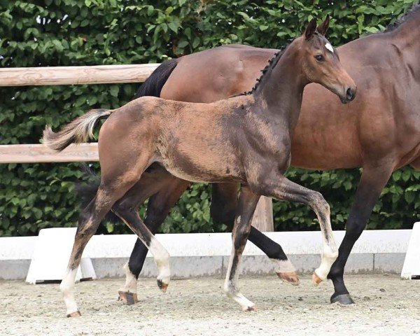 horse Hengst von Tie Break / Sandro Hit (Oldenburg, 2024, from Tie Break)
