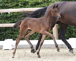 Pferd Stute von Federer / For Dance (Oldenburger, 2024, von Federer)