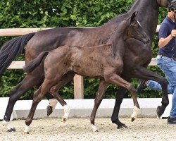 Pferd Stute von Bon Bolero / Don Crusador (Oldenburger, 2024, von Bon Bolero OLD)