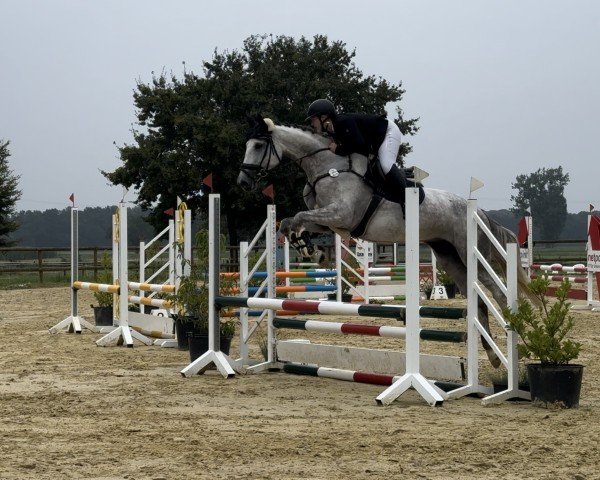 horse Hildegard von Hickstead SZ (Hanoverian, 2020, from Hickstead Blue)