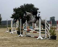 horse Hildegard von Hickstead SZ (Hanoverian, 2020, from Hickstead Blue)