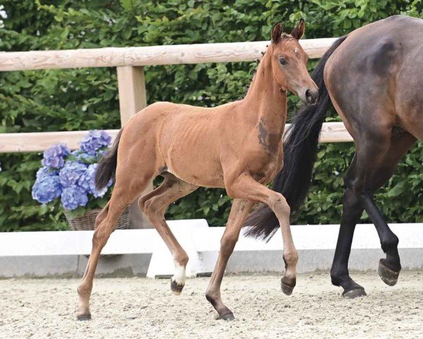 horse Esperanza (Oldenburg, 2024, from Escaneno)