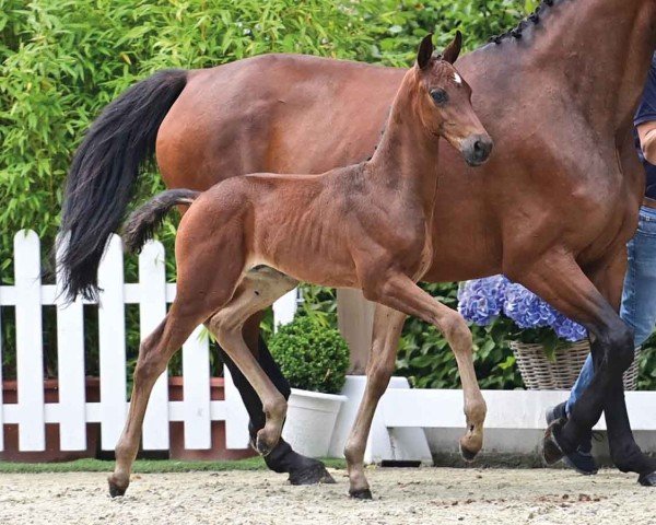 horse Fabulous Dance (Oldenburg, 2024, from Federer)