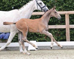 Pferd Amazing Lord CM (Oldenburger Springpferd, 2024, von Agalord)
