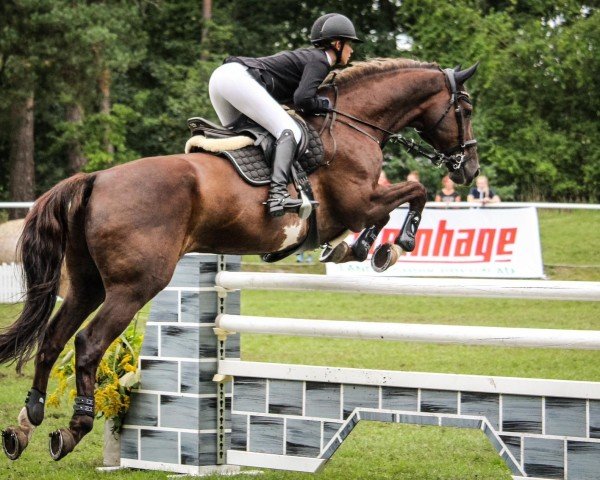 jumper Derbys Dream (Mecklenburg, 2006, from D'Olympic)
