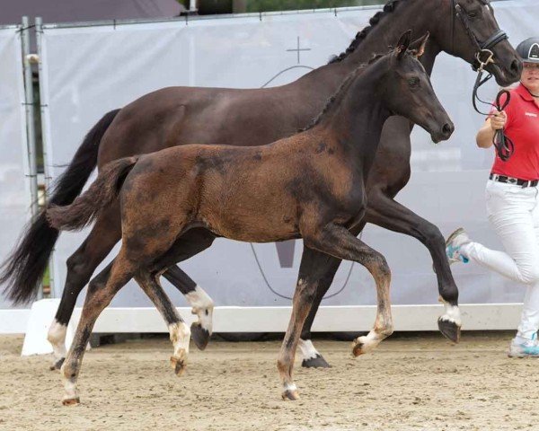 Pferd Kwinana (Westfale, 2024, von Kjento)