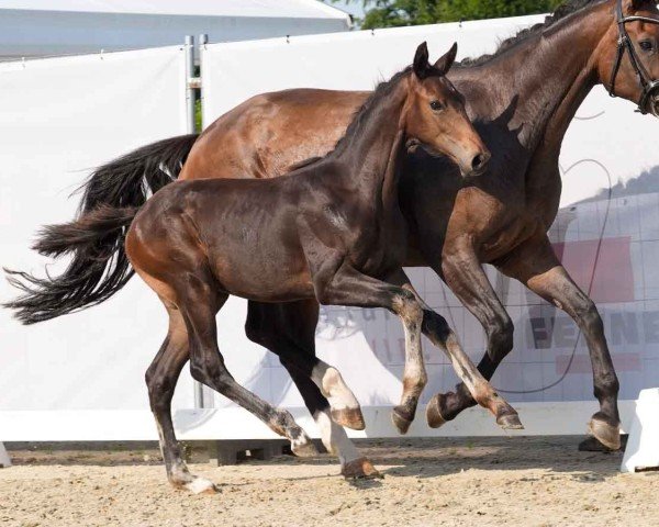 horse Eastern Fabricano (Westphalian, 2024, from Escaneno)