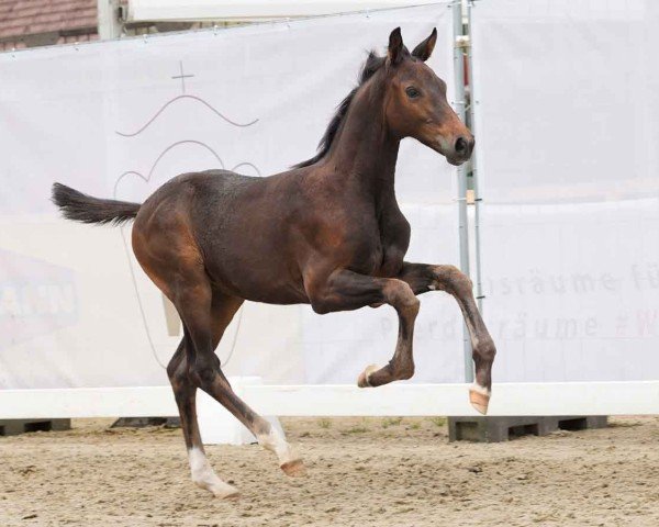 Pferd Charly Brown (Westfale, 2024, von Comme il Faut)