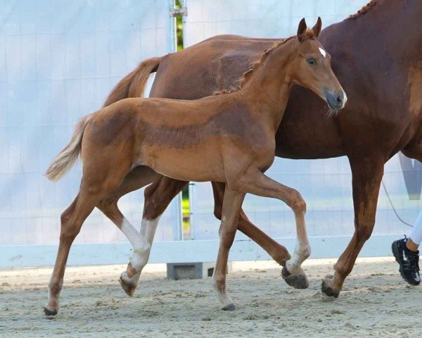 horse Santoba (Westphalian, 2024, from San To Alati FRH)