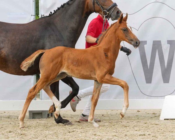 horse Sally (Westphalian, 2024, from Selectric)
