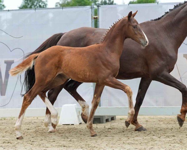 Pferd Vajana (Westfale, 2024, von Viva Gold OLD)