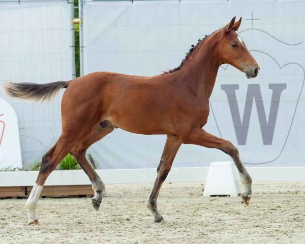 Pferd Hengst von Diablue PS / Los Angeles (Westfale, 2024, von Diablue PS)