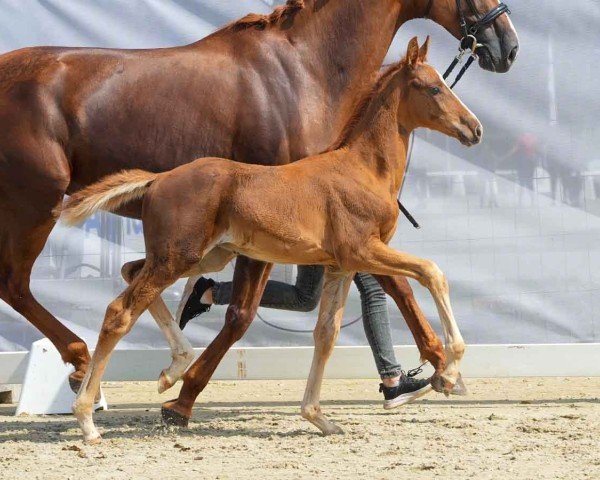 Cavallo Vigo (Westfale, 2024, di Vandenberg 4)