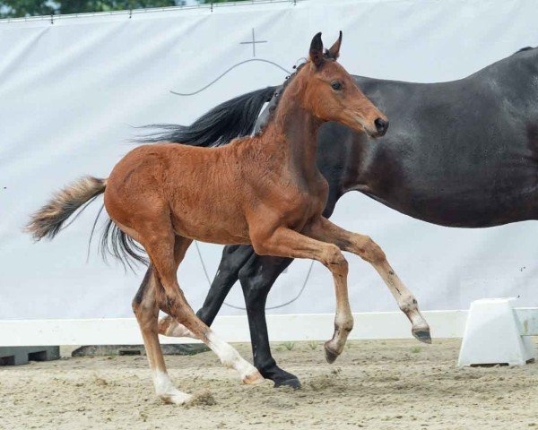 horse Sierra (Westphalian, 2024, from San To Alati FRH)