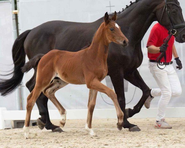 Pferd Bonjourno (Westfale, 2024, von Callaho's Benicio)