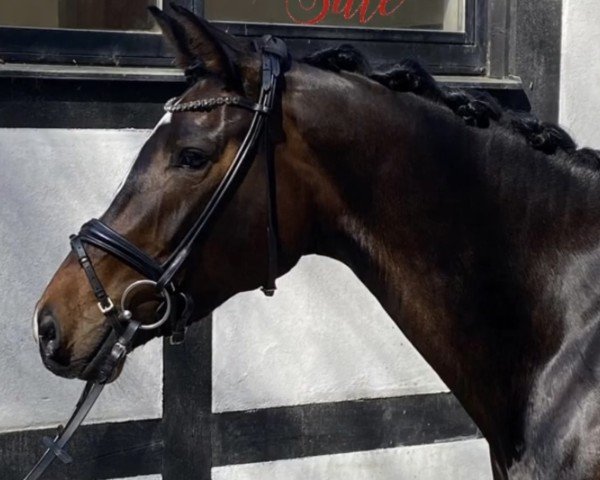 Pferd Stute von Zoom/Floresco (Westfale, 2018, von Zoom)