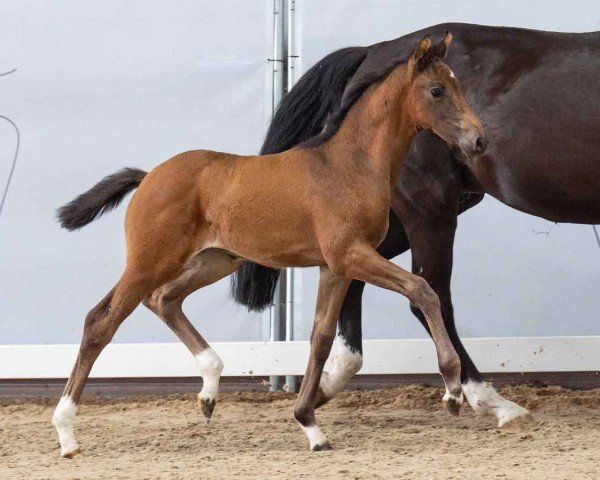 horse Zinderella (Westphalian, 2024, from Zoom)