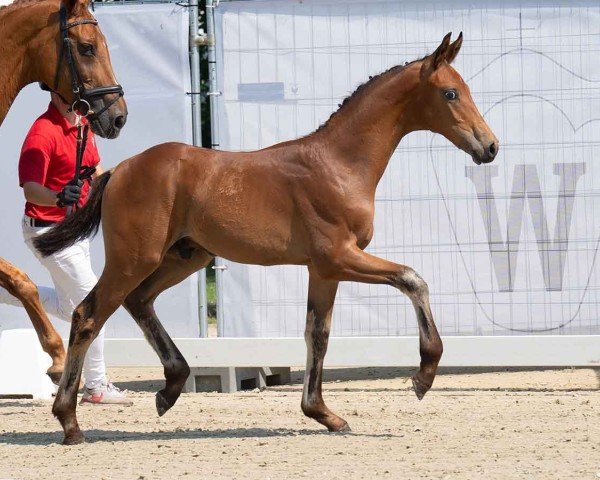 horse Hengst von Velvedere / Real Diamond (Westphalian, 2024, from Velvedere)