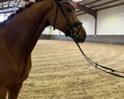 horse Hengst von Quattromani / Fürst Piccolo (Westphalian, 2017, from Quattromani)