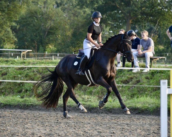 Springpferd For Million (Oldenburger, 2015, von Fürstenball)