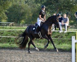 jumper For Million (Oldenburg, 2015, from Fürstenball)