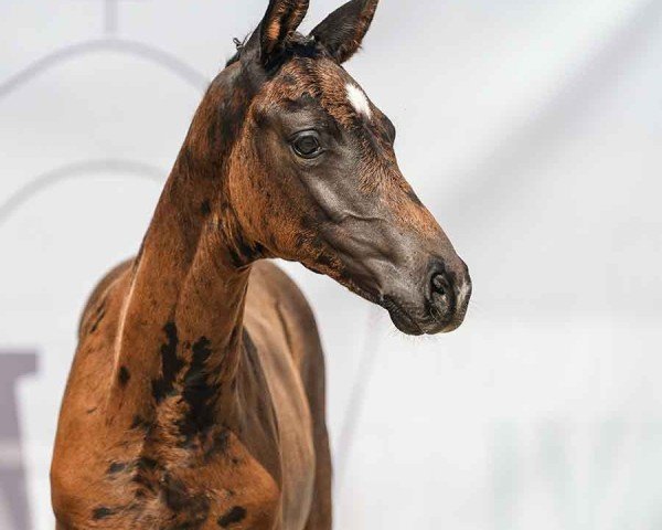 horse Vienna C (Westphalian, 2024, from V-Power)