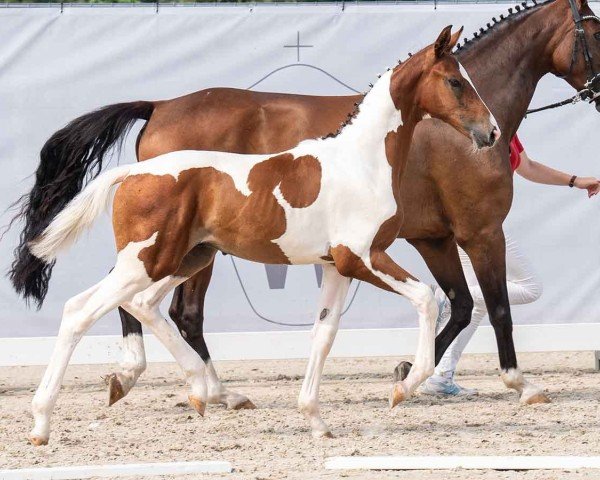 horse So Bunt HDL (Westphalian, 2024, from Saintico)