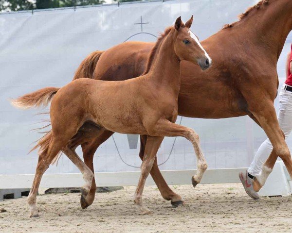 Pferd Feine Lady (Westfale, 2024, von Fanegro)