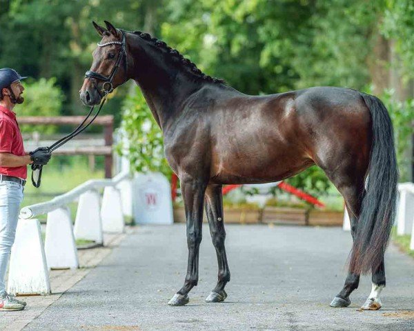horse Joven MR (Westphalian, 2021, from Jovian)