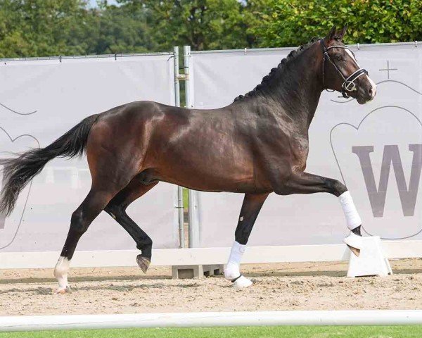 horse Hengst von Zoom / Sandro Hit (Westphalian, 2022, from Zoom)